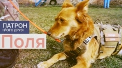 Полі